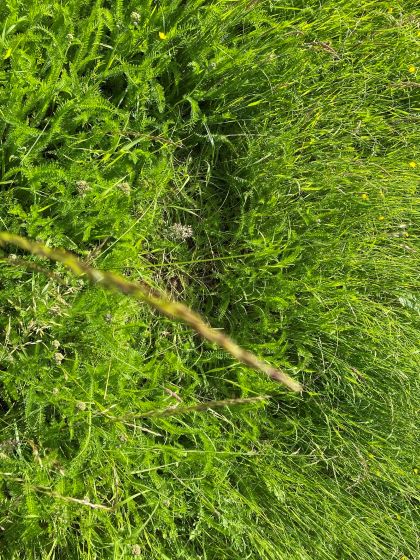 2021 06 16   Drohne Drewer 2